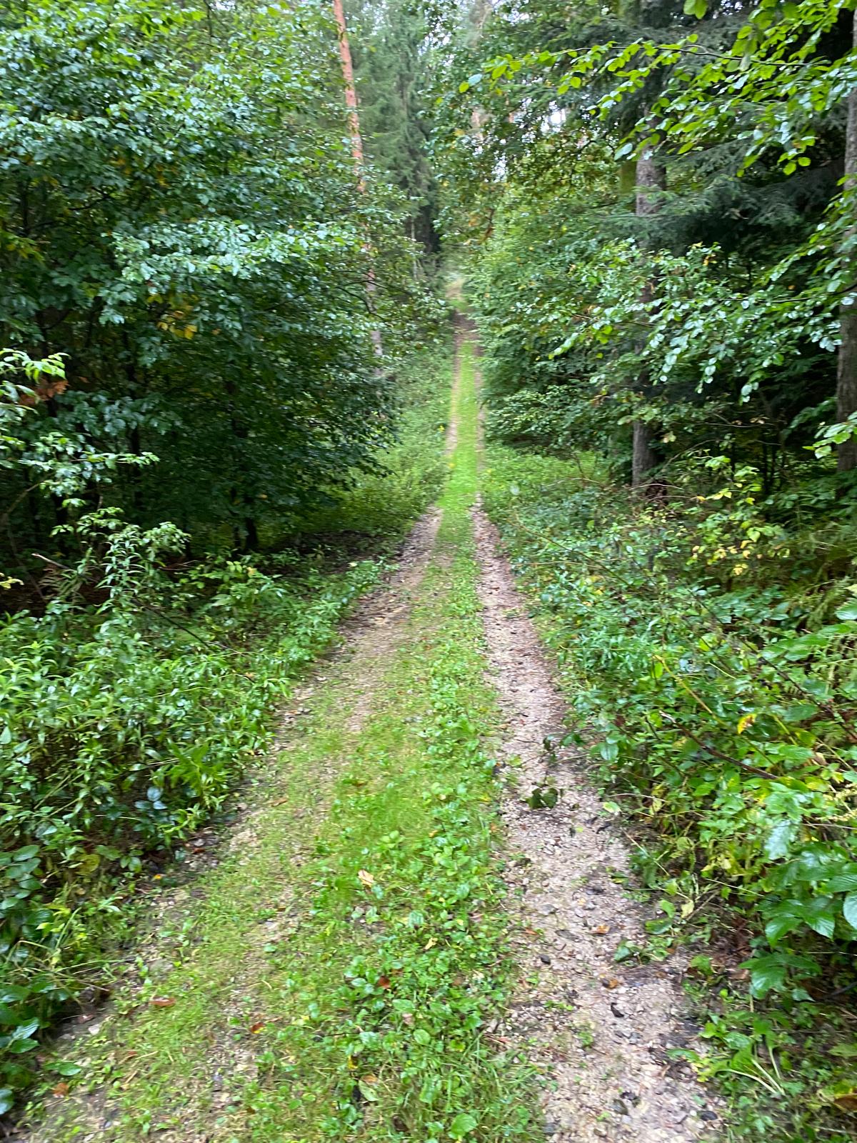 A Ter-kő nyeregtől lefelé Jávárdpataka, Hidegségpatak felé (Gyimesközéplok)